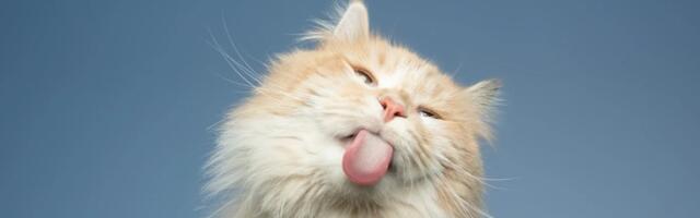 Целый день с котиками: в Таллинне открывается необычный летний лагерь с домашними питомцами