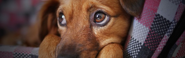 Хроника происшествий в Ида-Вирумаа за 27 апреля