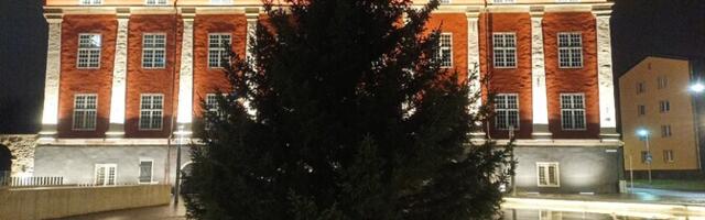 Нарва приступила к поискам рождественских елей для Петровской и Ратушной площадей