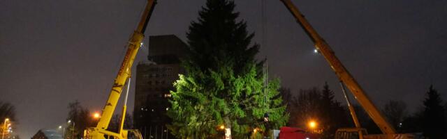 ФОТО | В Нарве на Петровской площади установлена рождественская ель