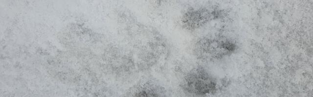 В Пярнумаа очередная семья лишилась собаки после нападения волков