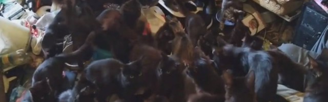 ВИДЕО: В Ида-Вирумаа женщина содержит в крошечной квартире более 30 кошек