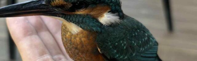 ФОТО | В Тискре в окно жилого дома влетела редкая птичка 