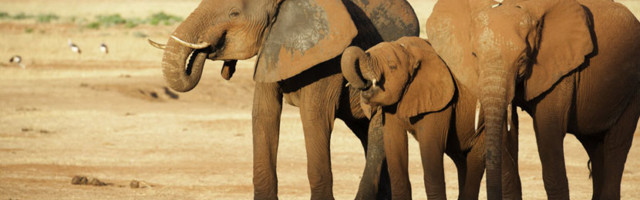 Разъяренные слоны растоптали браконьера