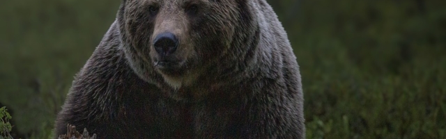 Медведей в столичном районе Хааберсти не удалось отыскать и к утру пятницы. Окрестным жителям советуют поменьше ходить пешком