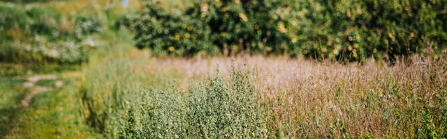 Разнообразное городское озеленение тренирует иммунную систему жителей