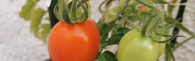 Эстонские помидоры поступят в продажу через пару недель