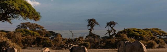 В Таллинне пройдёт Tourest 2026: больше стран, новые направления и впервые — Кения и Индия