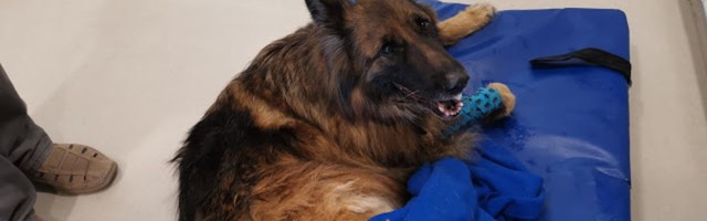 Собака, чудом выжившая в аварии на Лаагна-теэ, умерла при трагических обстоятельствах