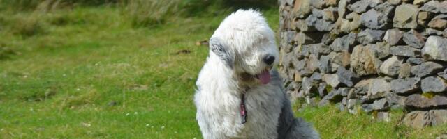 В Тарту пройдут показательные выступления пастушьих собак