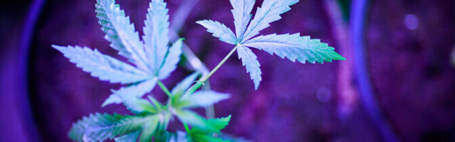 Государство намерено смягчить наказания для наркопотребителей