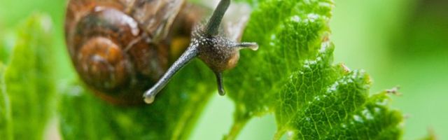 Немецкие садоводы угощают надоедливых вредителей пивом