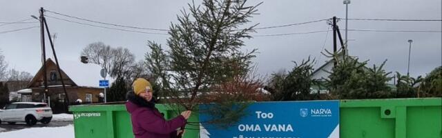 Нарвитяне сдали на переработку почти в два раза больше новогодних елок, чем в прошлом году