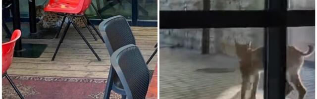 Рысь вернулась туда, откуда пришла. Егерь: ставить ловушки нет смысла