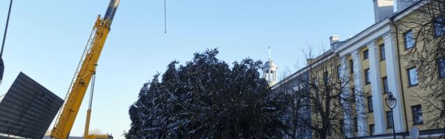 Нарвская горуправа организует кампанию по сбору старых елок, которые нельзя выбрасывать в обычный контейнер