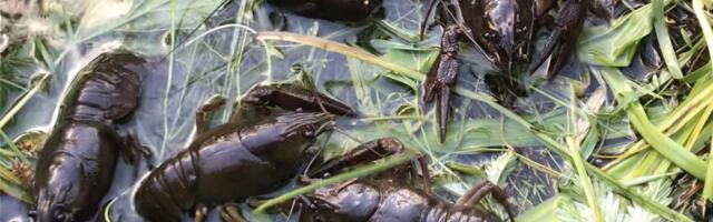 Лов раков разрешён лишь в августе