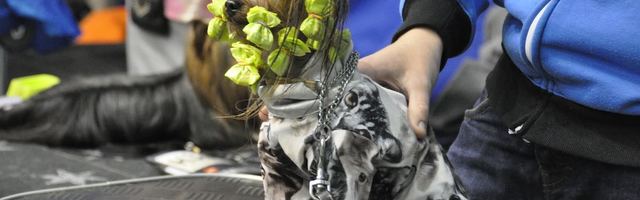 Ветеринарно-пищевой департамент: не стоит бояться подхватить коронавирус от домашних питомцев