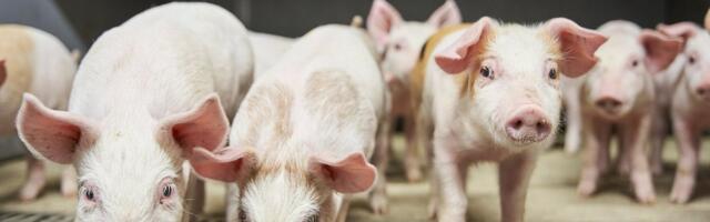 На крупнейшей свиноферме Эстонии обнаружена АЧС