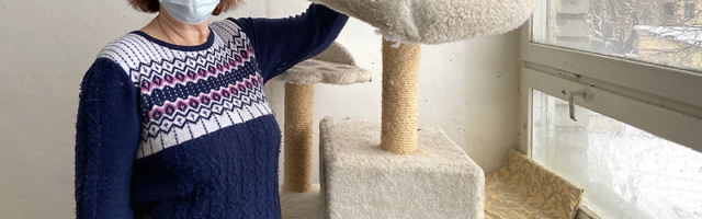 Народные деньги закончатся через месяц, кормить кошек будет нечем