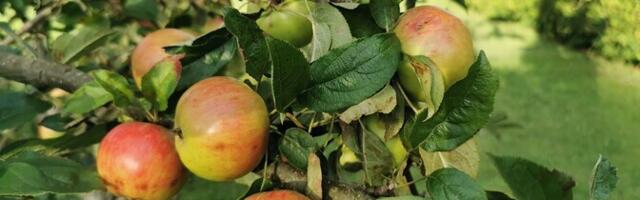 В понедельник возможны кратковременные дожди, воздух прогреется до +25