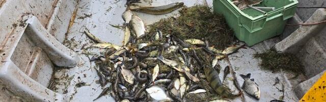 Поправки к закону запретят рыбакам продавать одному человеку более 10 килограммов рыбы за раз