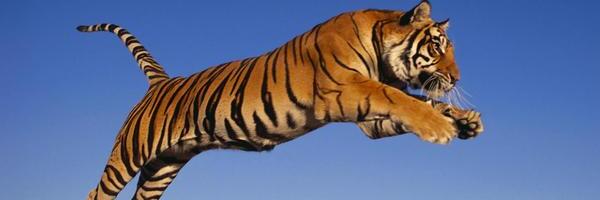 Смирнов: Балтийский тигр готовится к прыжку