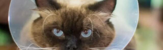 Кошки могут помочь найти новые подходы к лечению рака у человека