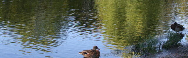 Купание в пруду Народного парка в Кохтла-Ярве временно не рекомендуется из-за загрязнения воды