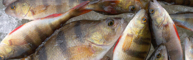 Эстония и Россия договорились о квотах на рыболовство на будущий год