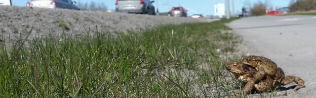 Миграция лягушек началась — добровольцы помогают им перейти дорогу