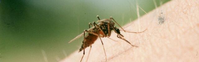 В Эстонии слишком много комаров? Энтомолог: этот год на самом деле особенно неудачный для насекомых