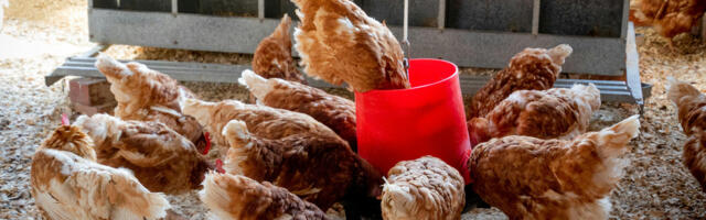 С понедельника в Эстонии вступает в силу требование содержать домашнюю птицу в закрытых помещениях