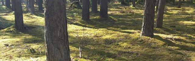 Здоровье лесов Литвы: каково оно сегодня?