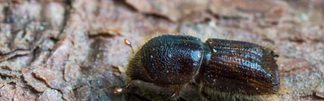 Борьба с короедом: вырублены тысячи гектаров леса