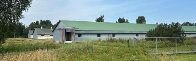 В Тартумаа на ферме с почти 2000 свиней обнаружили АЧС