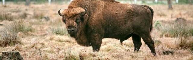 Опубликован рейтинг стран по числу зубров