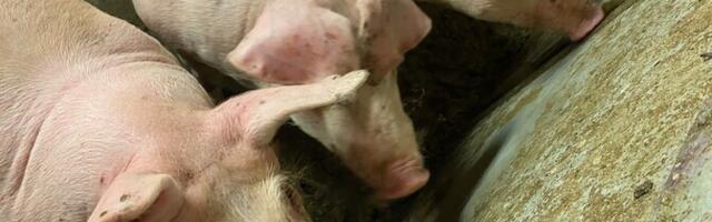 На ферме с 4000 свиньями выявлена африканская чума