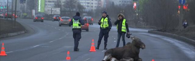 Департамент транспорта напоминает водителям о повышенной активности диких животных осенью