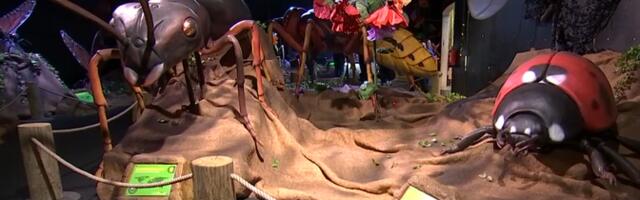 В Тарту открылась выставка гигантских насекомых