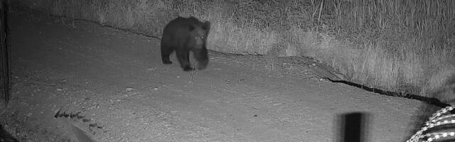 В Литве стало больше медведей из-за заграждения на границе с Беларусью