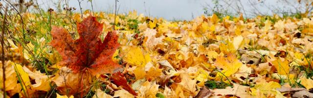 Управа района Ласнамяэ вновь поможет квартирным товариществам вывезти мешки с листвой