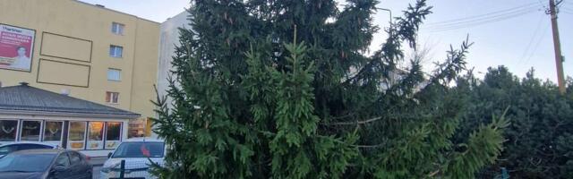 ФОТО | Шторм сломал в Таллинне символическую ель, которую заботливо растили десять лет