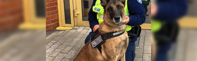 Служебная собака помогла найти украденный ящик с пожертвованиями приюту для животных
