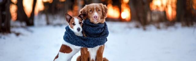 Морозы в Латвии могут продлиться до февраля