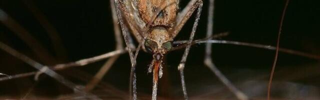 Консультант по вопросам отравлений: не стоит обильно поливать себя репеллентами