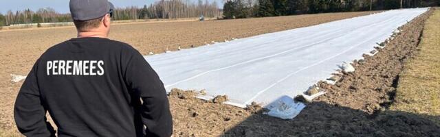 За прошлый год в Эстонии несколько раз обнаруживали опасных вредителей картофеля