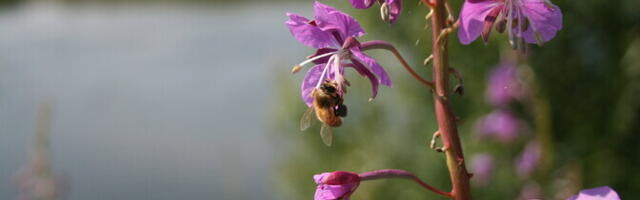 Эстонский совет по пчеловодству предлагает бесплатные семена медоносных растений