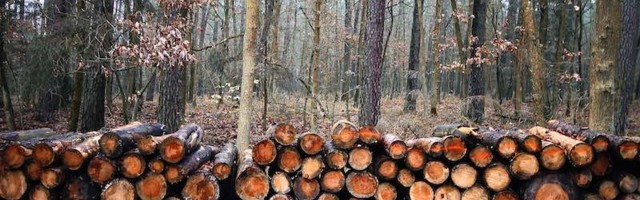 В следующее воскресенье пройдут акции в защиту лесов Эстонии