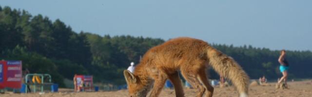 В этом году в приют "Пяйте" поступило рекордное число диких животных
