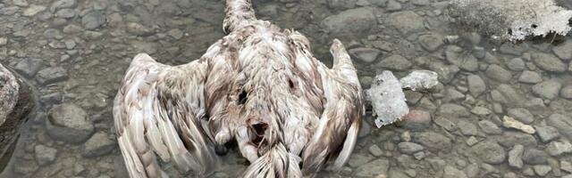 ФОТО: в Виймси и Пирита лебеди массово гибнут от птичьего гриппа